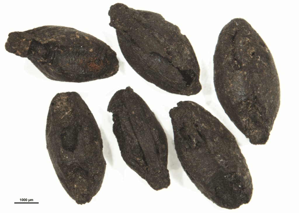 Απανθρακωμένη βύνη από την Άργισσα της Θεσσαλίας, πρώτο μισό της 2ης χιλιετίας π.Χ. Φωτογραφία από Valamoti, S.M. 2023, Plant Foods of Greece: a Culinary Journey to the Neolithic and Bronze Ages. University of Alabama Press.