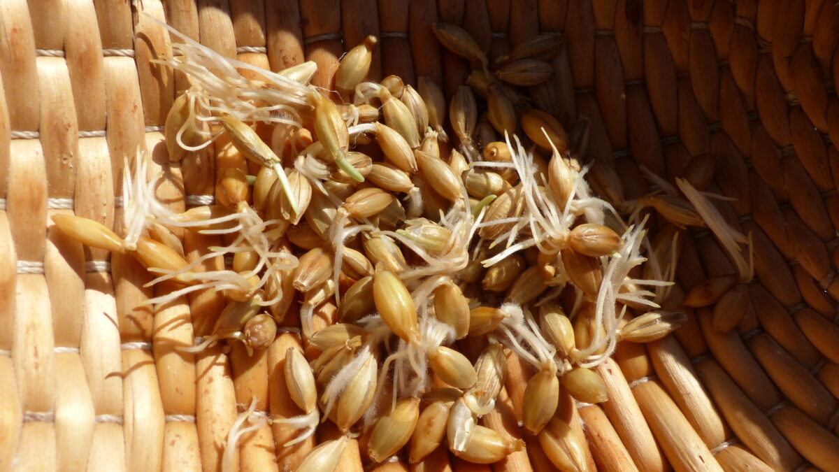 Σπόροι κριθαριού που έχουν φυτρώσει με την παρουσία υγρασίας. Κατά την παρασκευή βύνης, του απαραίτητου συστατικού για την παραγωγή μπύρας, ο σπόρος φυτρώνει για περίπου 7 ημέρες και στη συνέχεια, με θερμική επεξεργασία, διακόπτεται η διαδικασία βλάστησης του σπόρου. Φωτογραφία Σ.Μ.Βαλαμώτη, 2021.