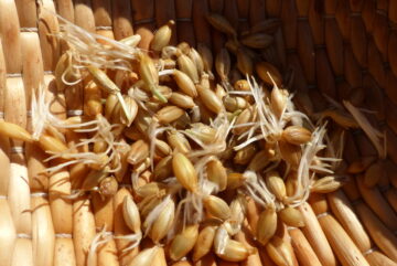 Σπόροι κριθαριού που έχουν φυτρώσει με την παρουσία υγρασίας. Κατά την παρασκευή βύνης, του απαραίτητου συστατικού για την παραγωγή μπύρας, ο σπόρος φυτρώνει για περίπου 7 ημέρες και στη συνέχεια, με θερμική επεξεργασία, διακόπτεται η διαδικασία βλάστησης του σπόρου. Φωτογραφία Σ.Μ.Βαλαμώτη, 2021.