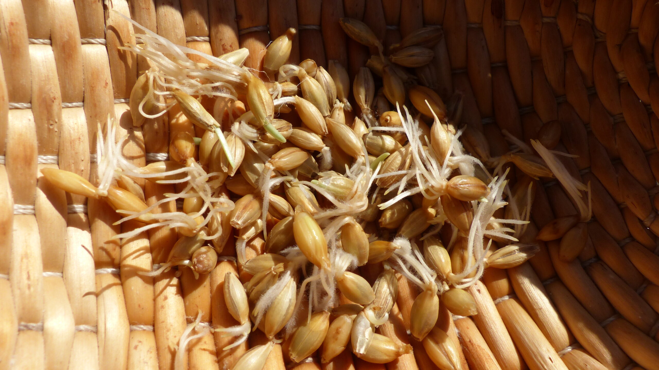 Σπόροι κριθαριού που έχουν φυτρώσει με την παρουσία υγρασίας. Κατά την παρασκευή βύνης, του απαραίτητου συστατικού για την παραγωγή μπύρας, ο σπόρος φυτρώνει για περίπου 7 ημέρες και στη συνέχεια, με θερμική επεξεργασία, διακόπτεται η διαδικασία βλάστησης του σπόρου. Φωτογραφία Σ.Μ.Βαλαμώτη, 2021.